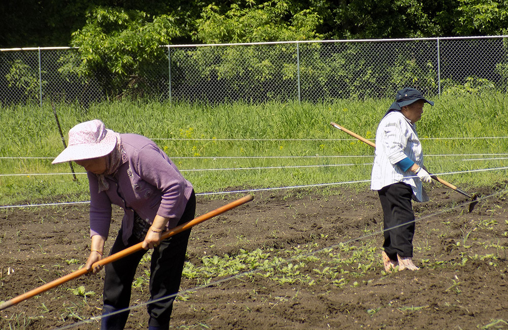 community-gardens